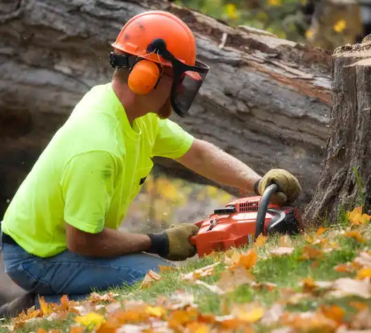 tree services Absarokee